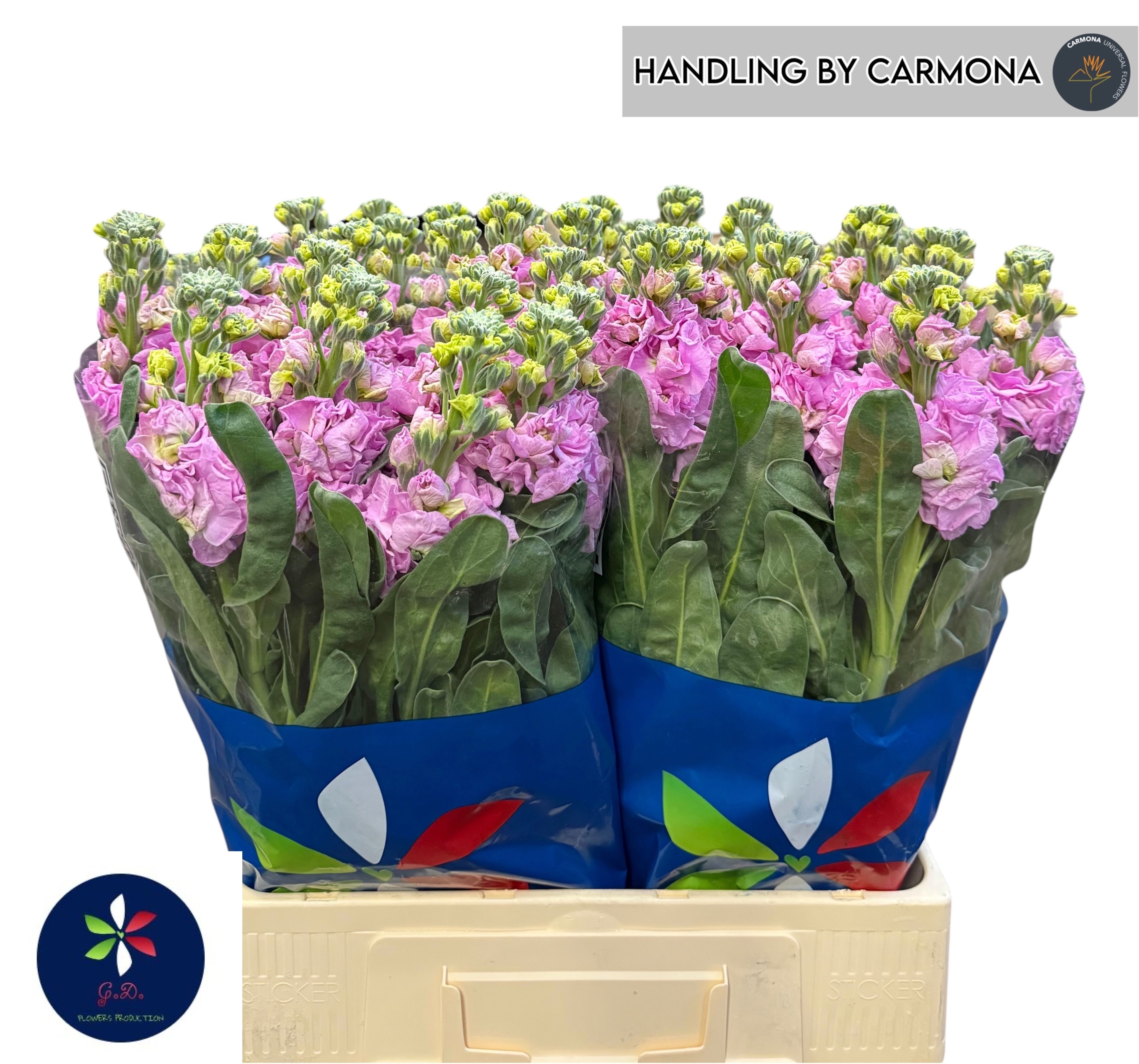 Matthiola Iron Pink 60cm