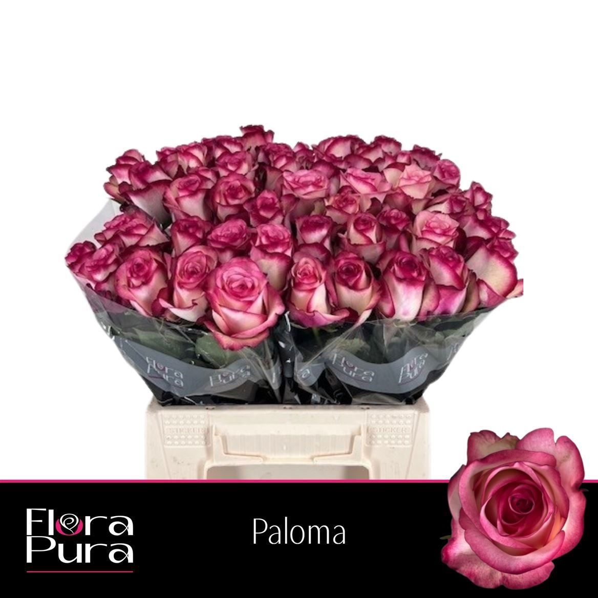 R Gr Paloma