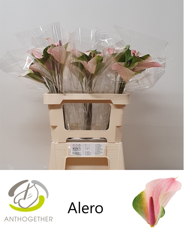 Anthurium Alero 9Ø