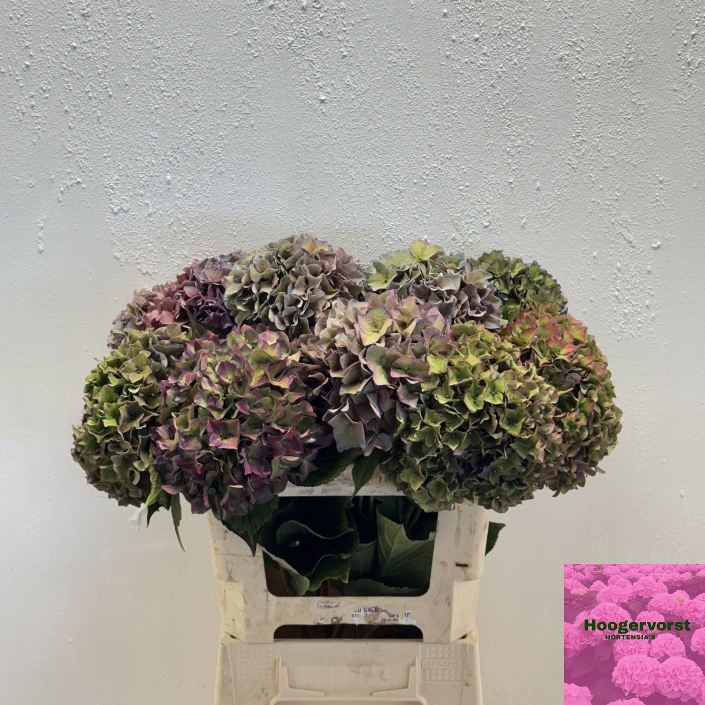 Hydrangea Rodeo Classic Pink 60cm 15Ø