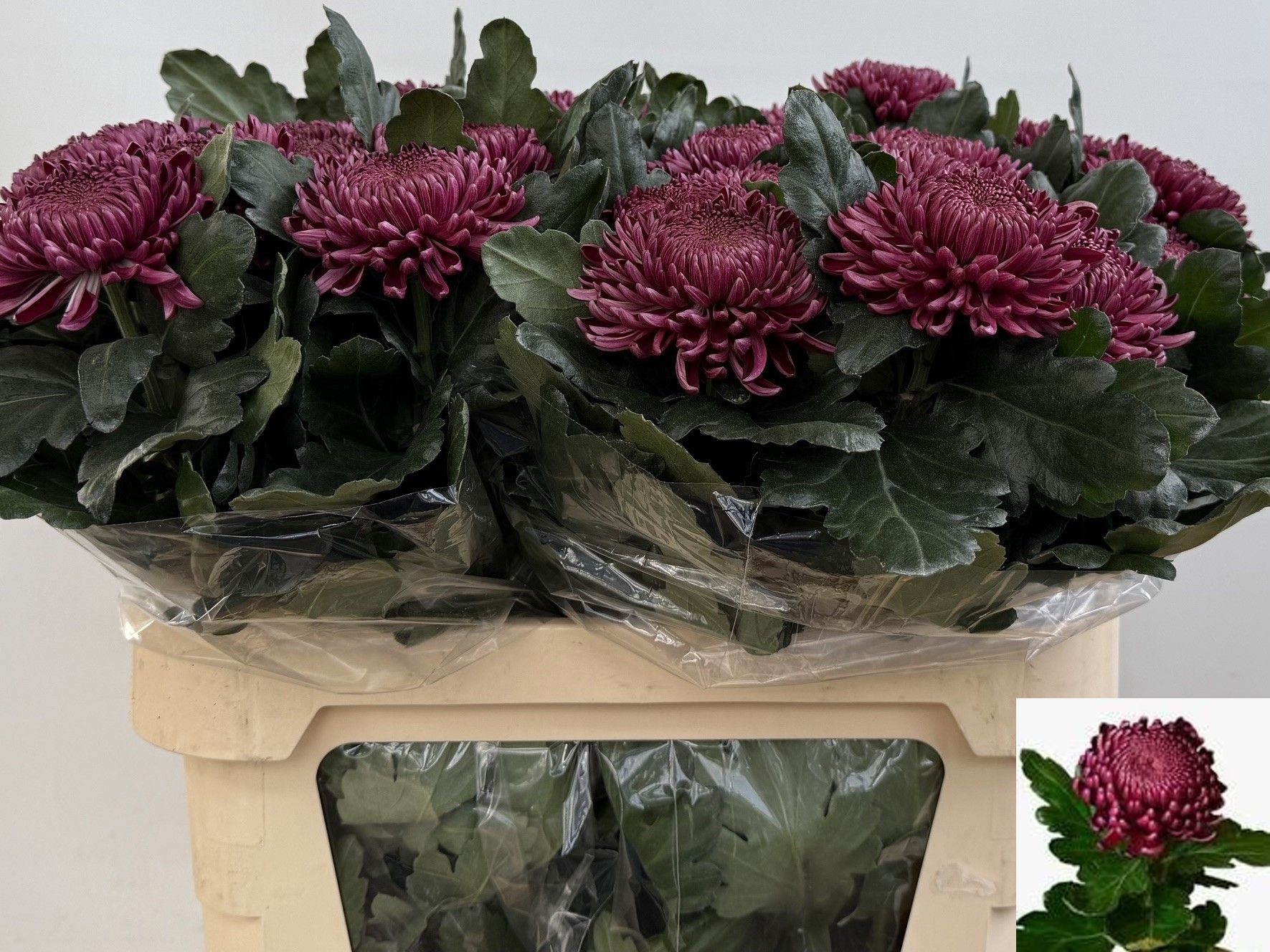 Chrys Single Bigoudi Purple 80cm 110gram