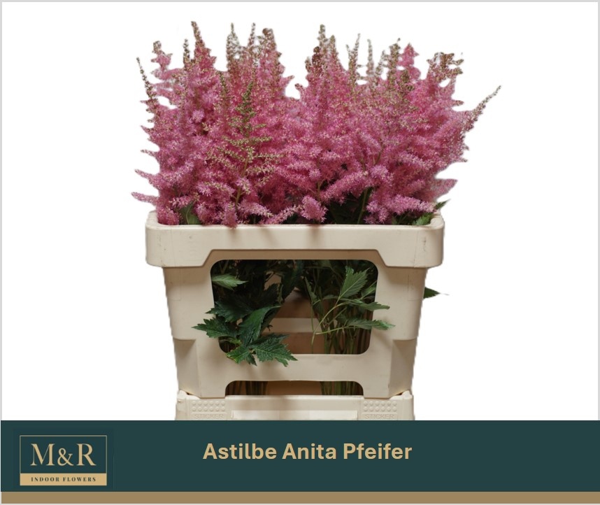 Astil Ar Anita Pfeif