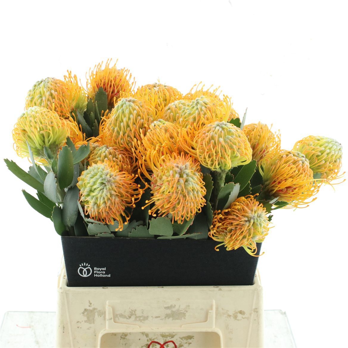 Leucospermum Soleil 40cm