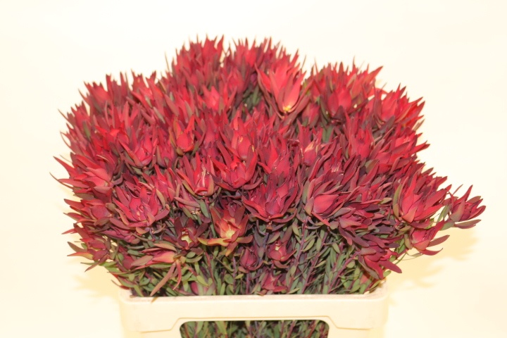 Leucadendron Sal Blush 60cm