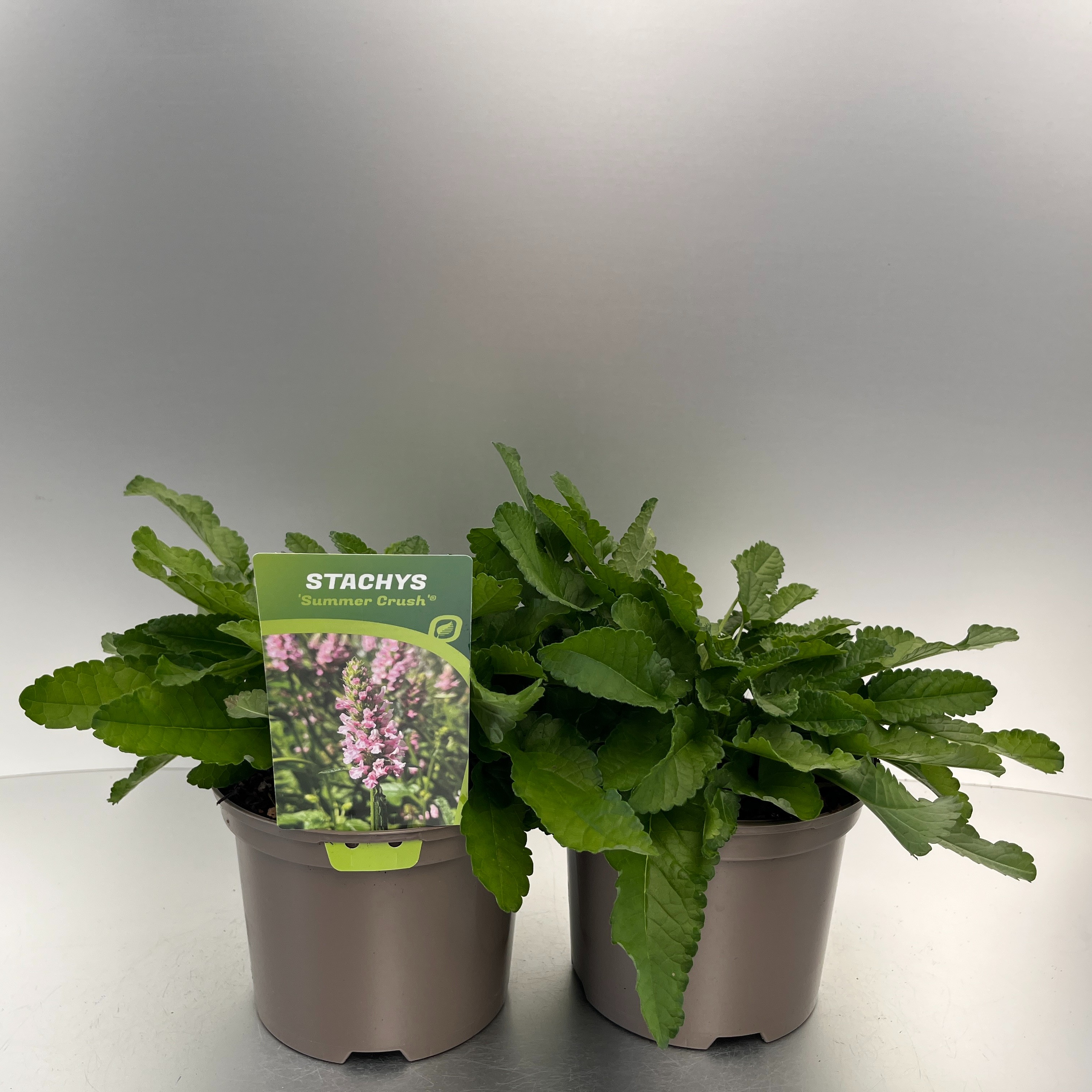 Picture of Stachys Summer Crush P17 (2 Ltr)