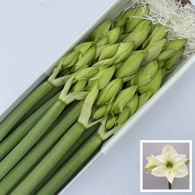 Hippeastrum Casa Blanca 5/6bl