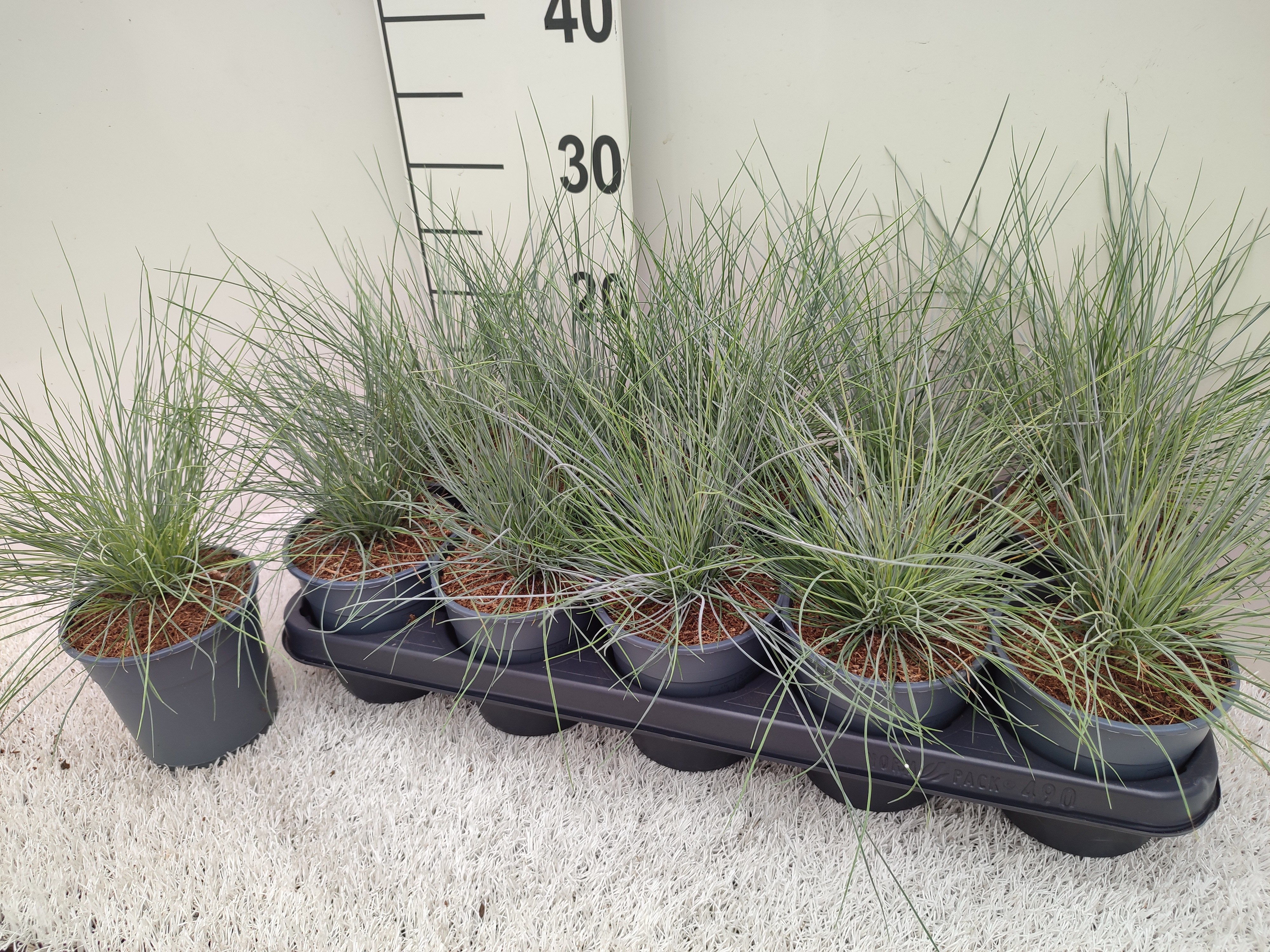 Picture of Festuca Glaucanta P12 25CM