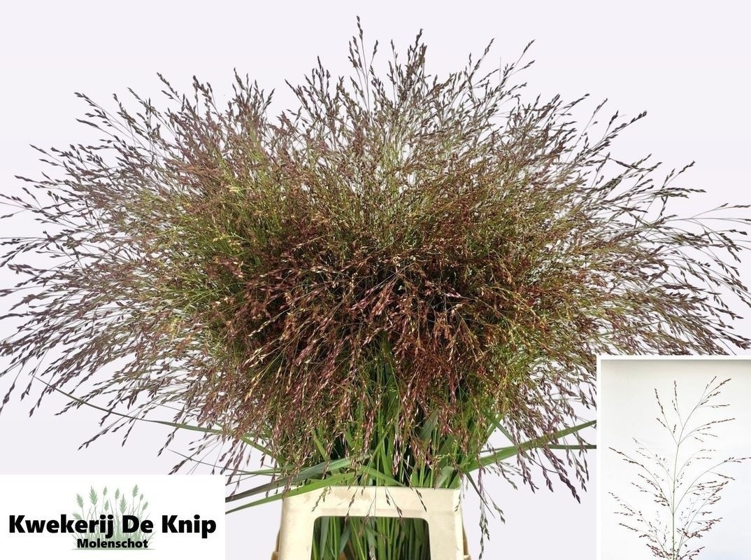 Panicum Warrior 90cm