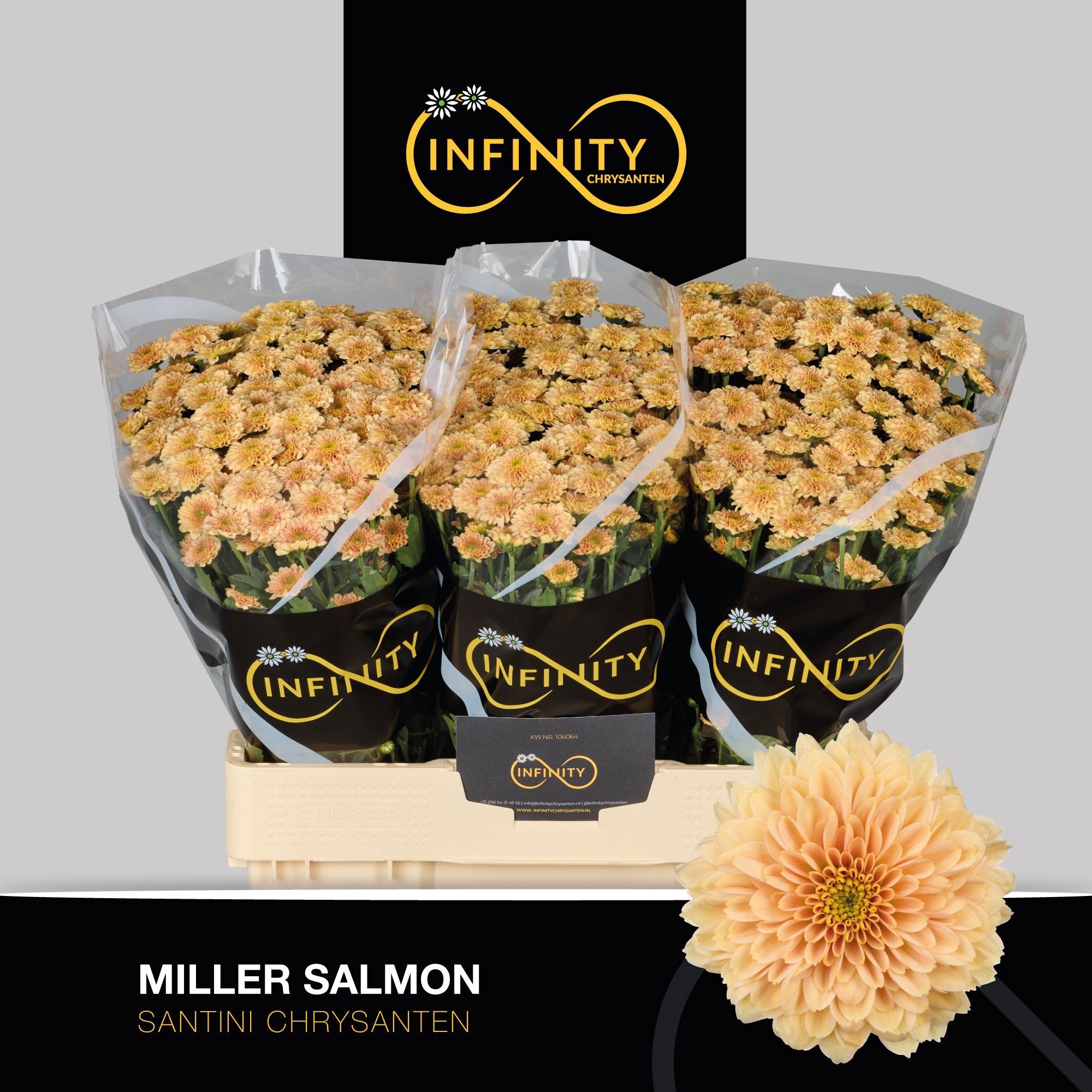Chrys Santini Miller Salmon 55cm 100Ø