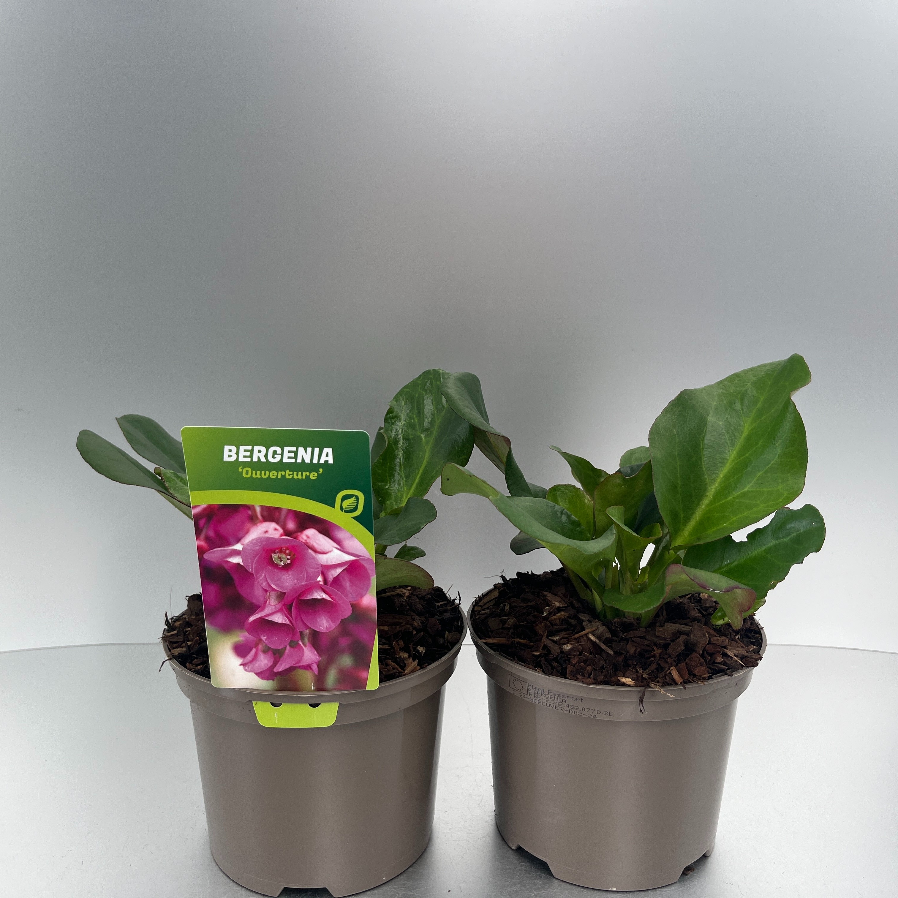 Picture of Bergenia Ouverture P17 (2 Ltr)