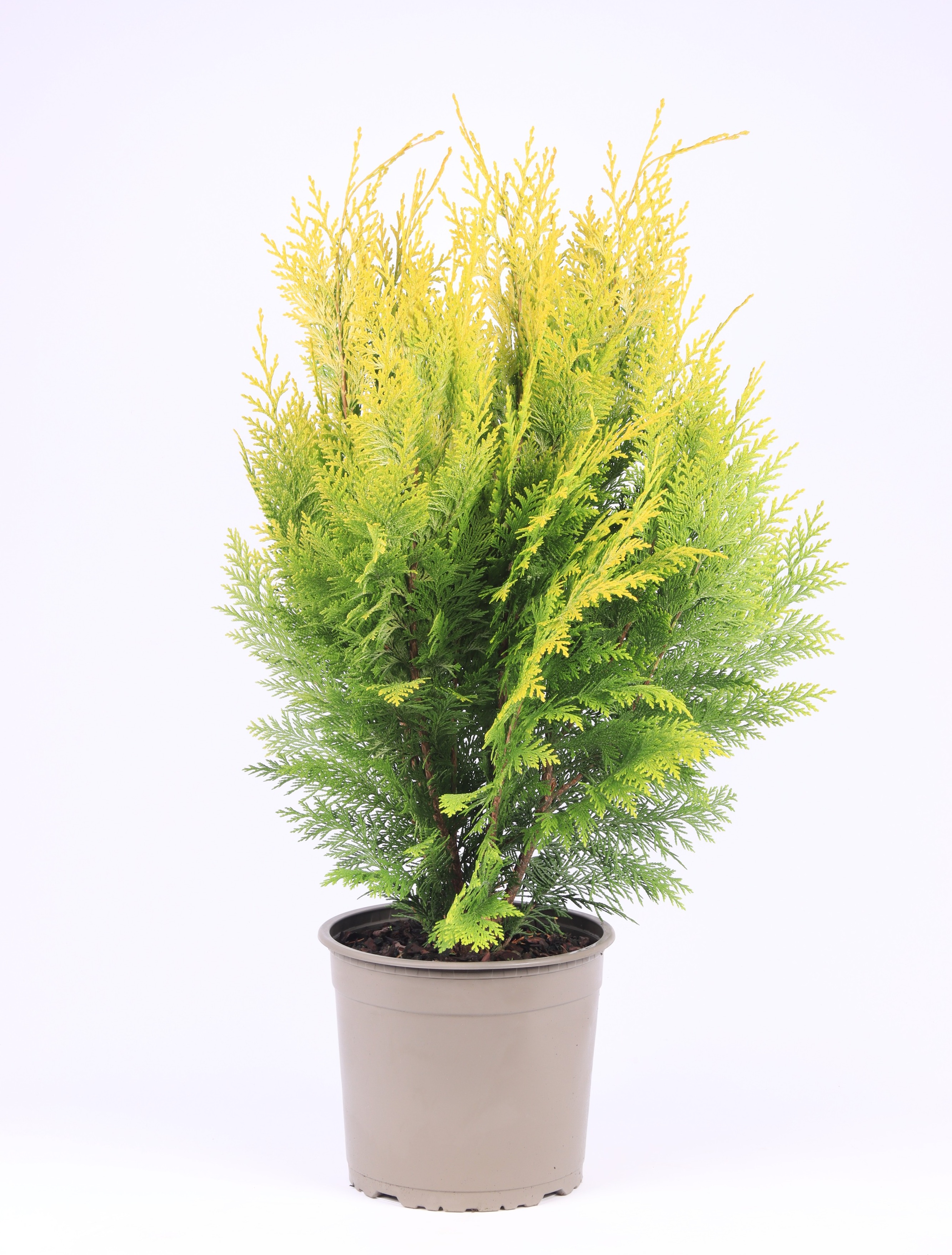 Picture of Chamaecyparis lawsoniana Ivonne P23 (5 Ltr) (LOOSE)