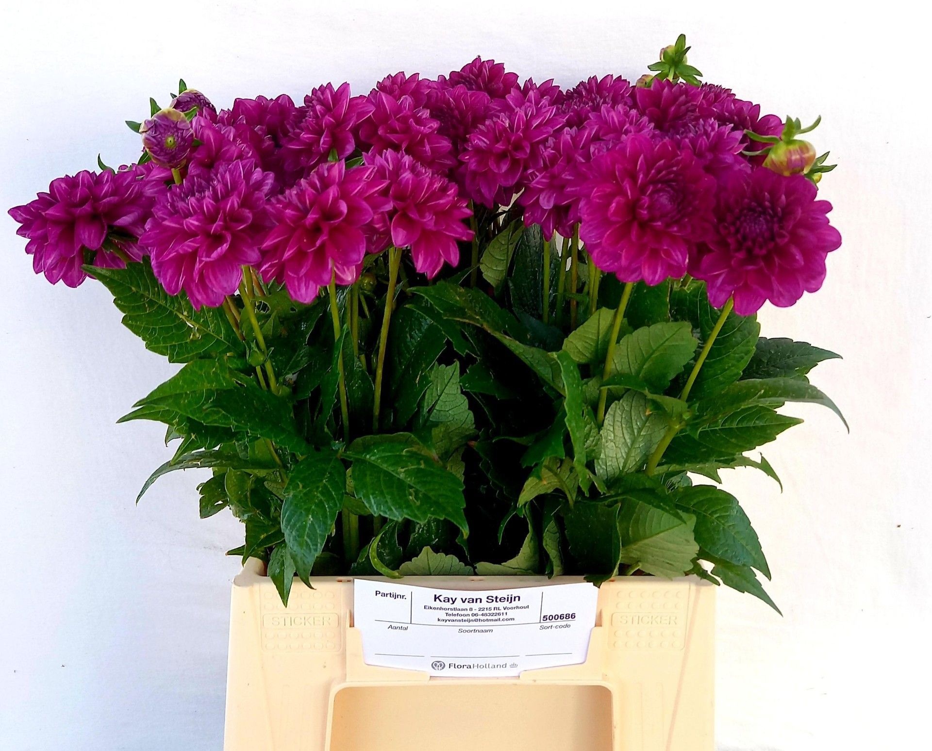 Dahlia 45cm