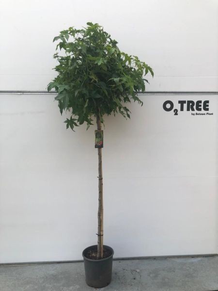 Liquidambar styraciflua 'Gum Ball' halfstam