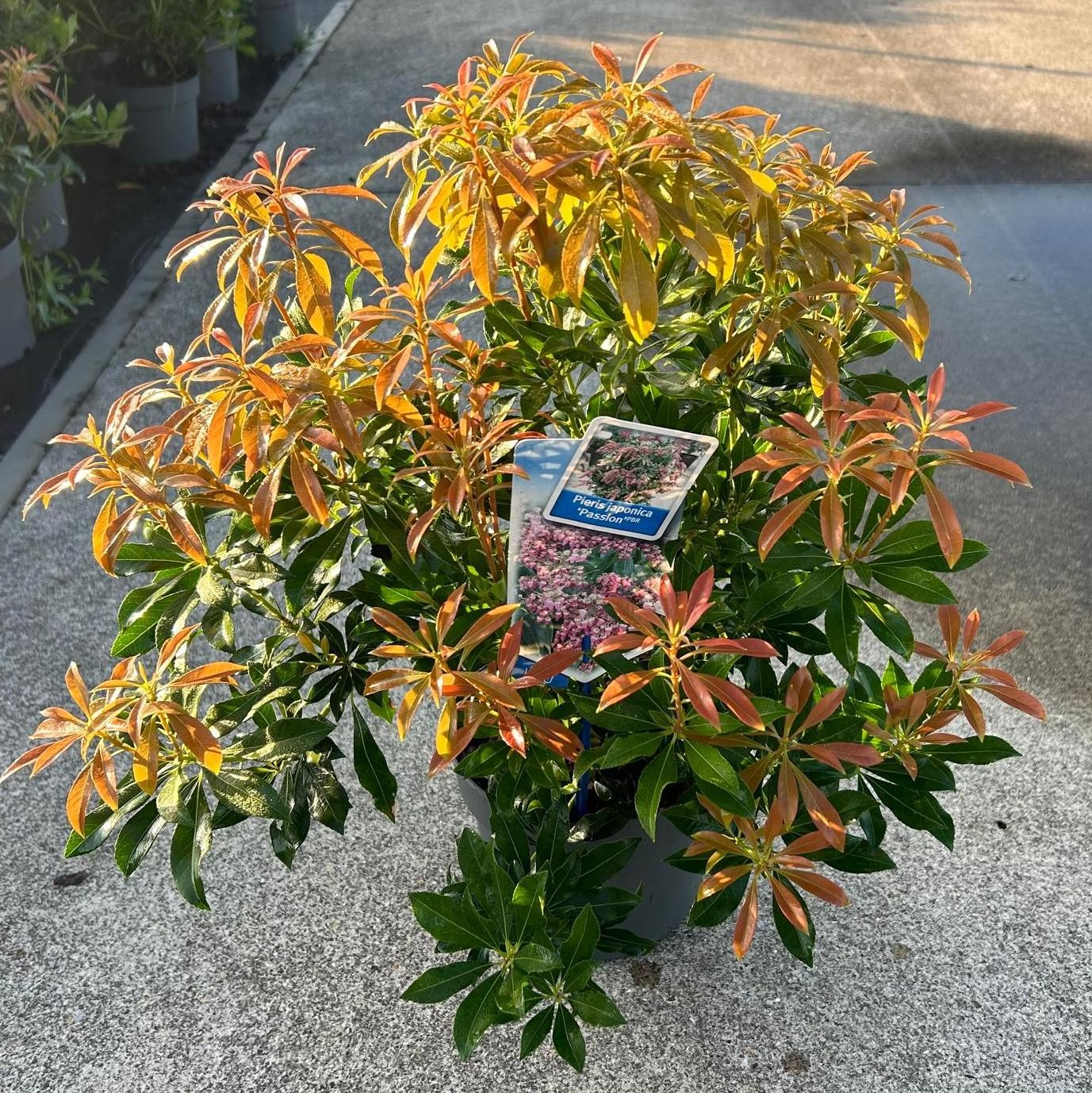 Picture of Pieris jap. 'Passion' PBR