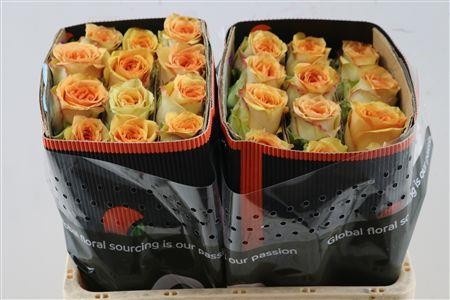 Rosa 50cm