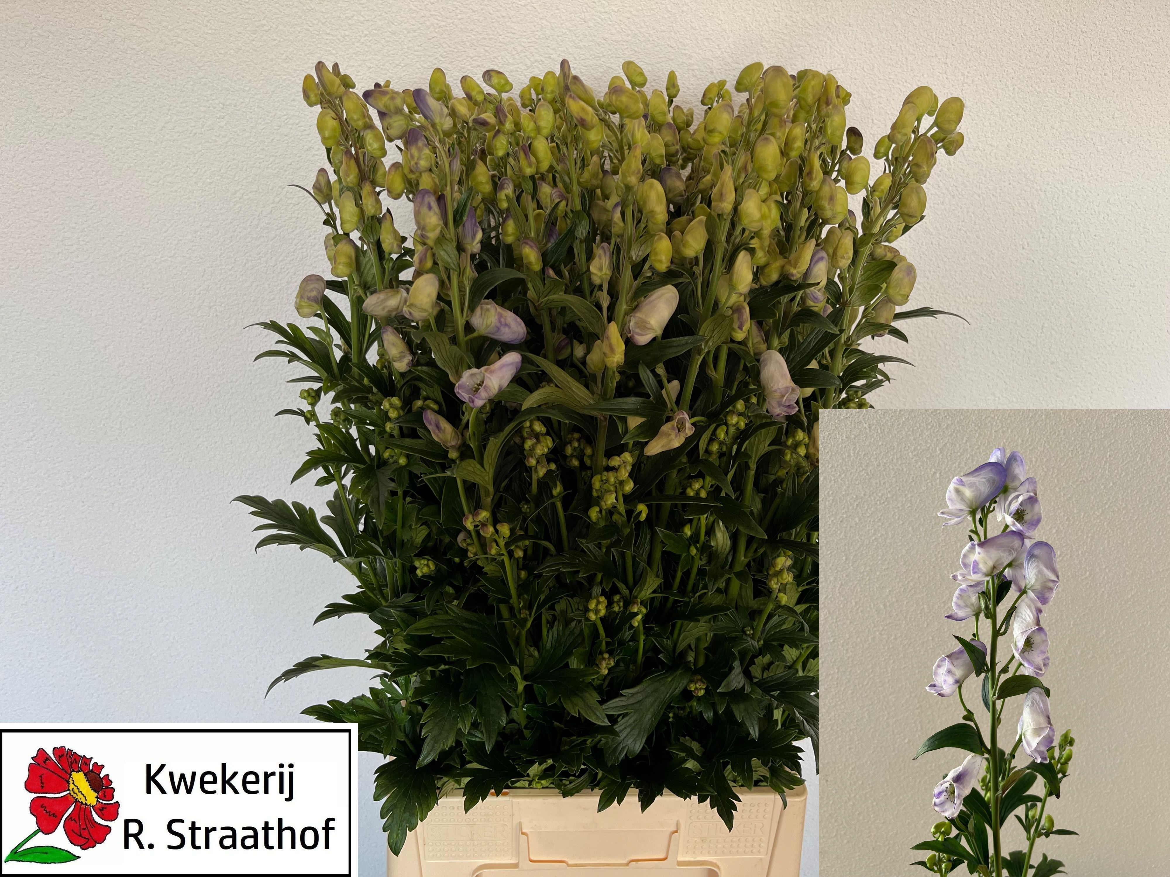 Aconitum Carm Cloudy 90cm
