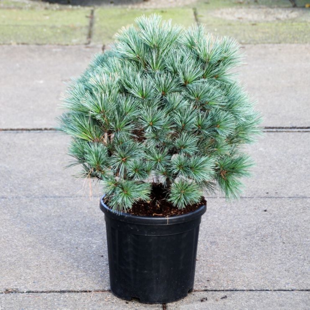 Picture of Pinus flexilis Pygmaea C18 50/60 (LOOSE)