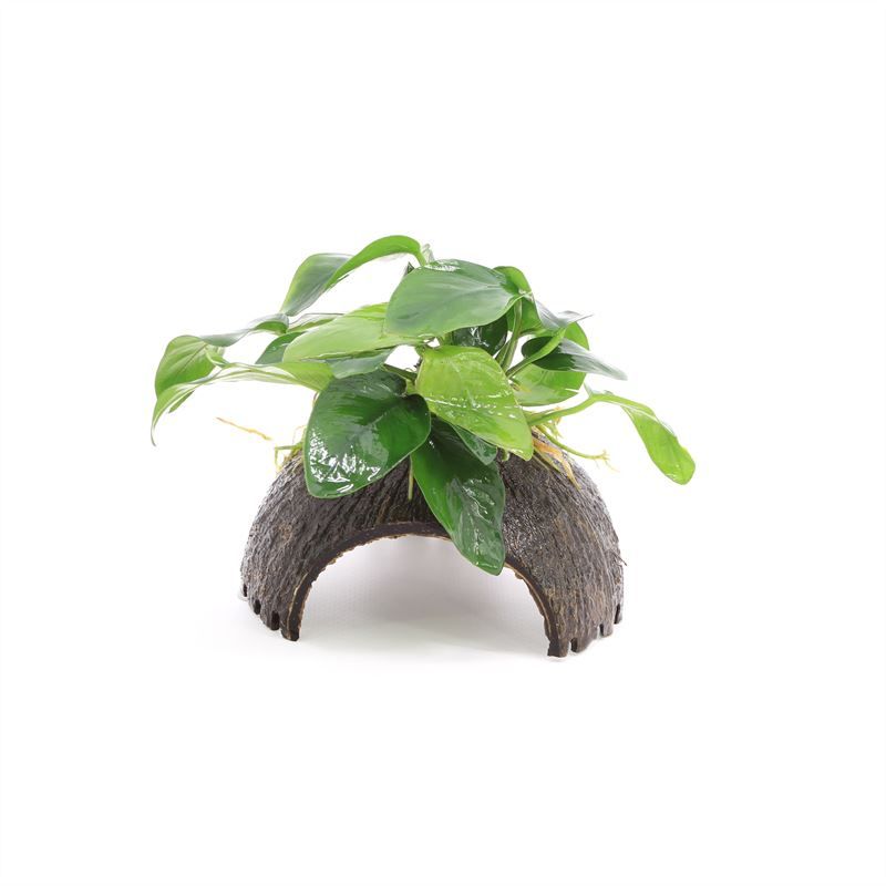 Anubias on coconut shell, 3 holes