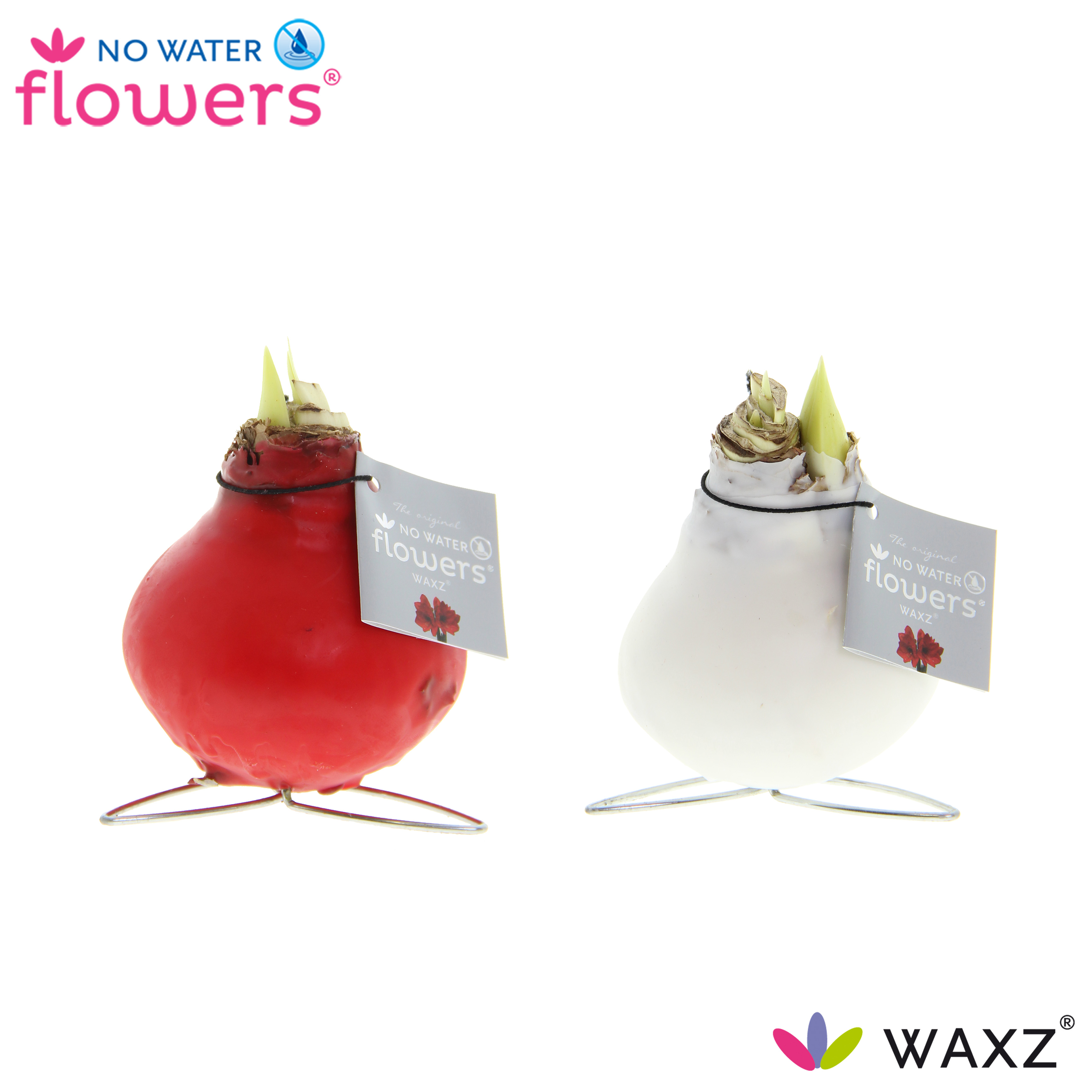 Picture of No Water Flowers Waxz® Kolibri mix 20CM