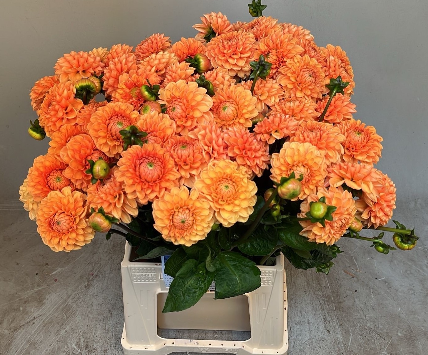 Dahlia Sylvia 50cm