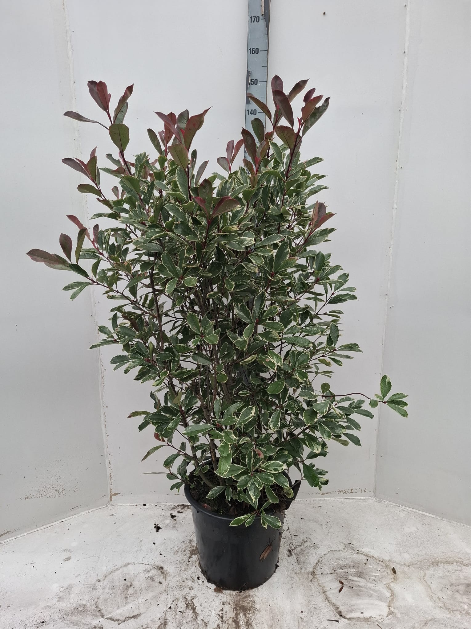 Picture of Photinia fraseri 'Pink Marble' C30