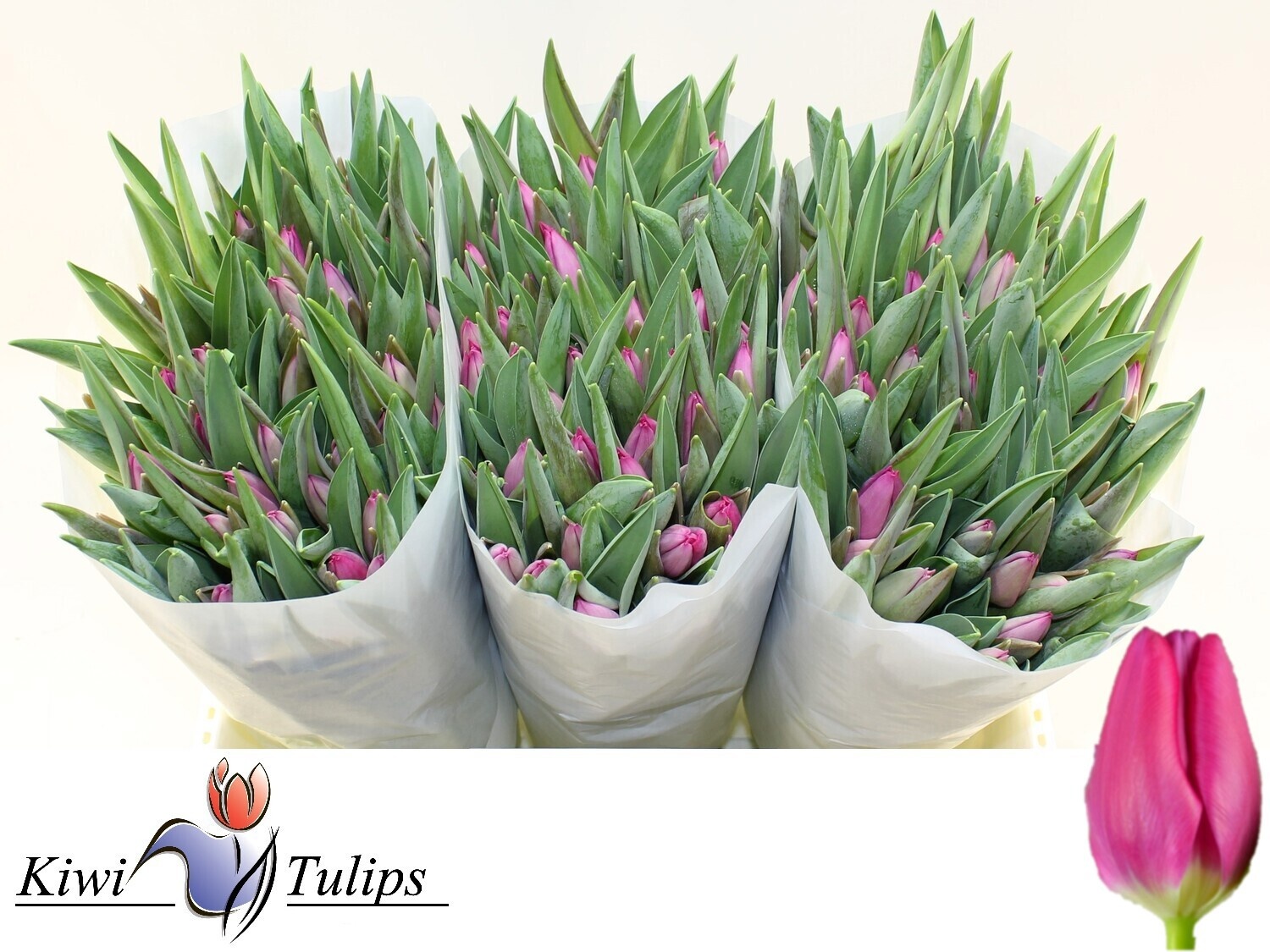 Tulipa Pink Ardour 40cm 32gram