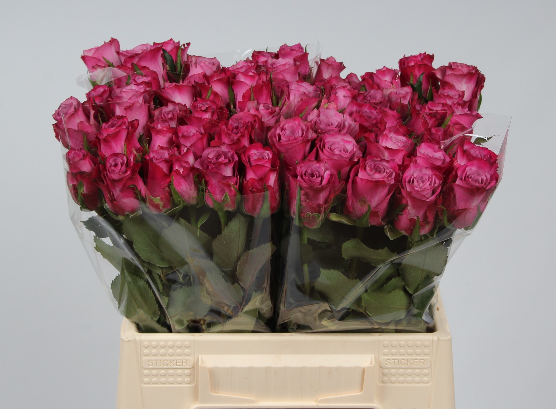 Rosa Deep Purple 40cm