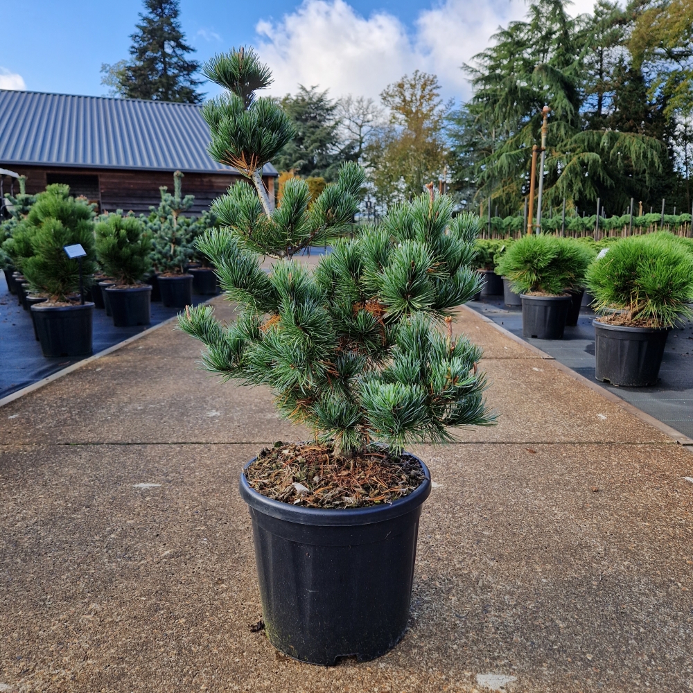 Picture of Pinus parviflora Negishi C11 40/50 (LOOSE)