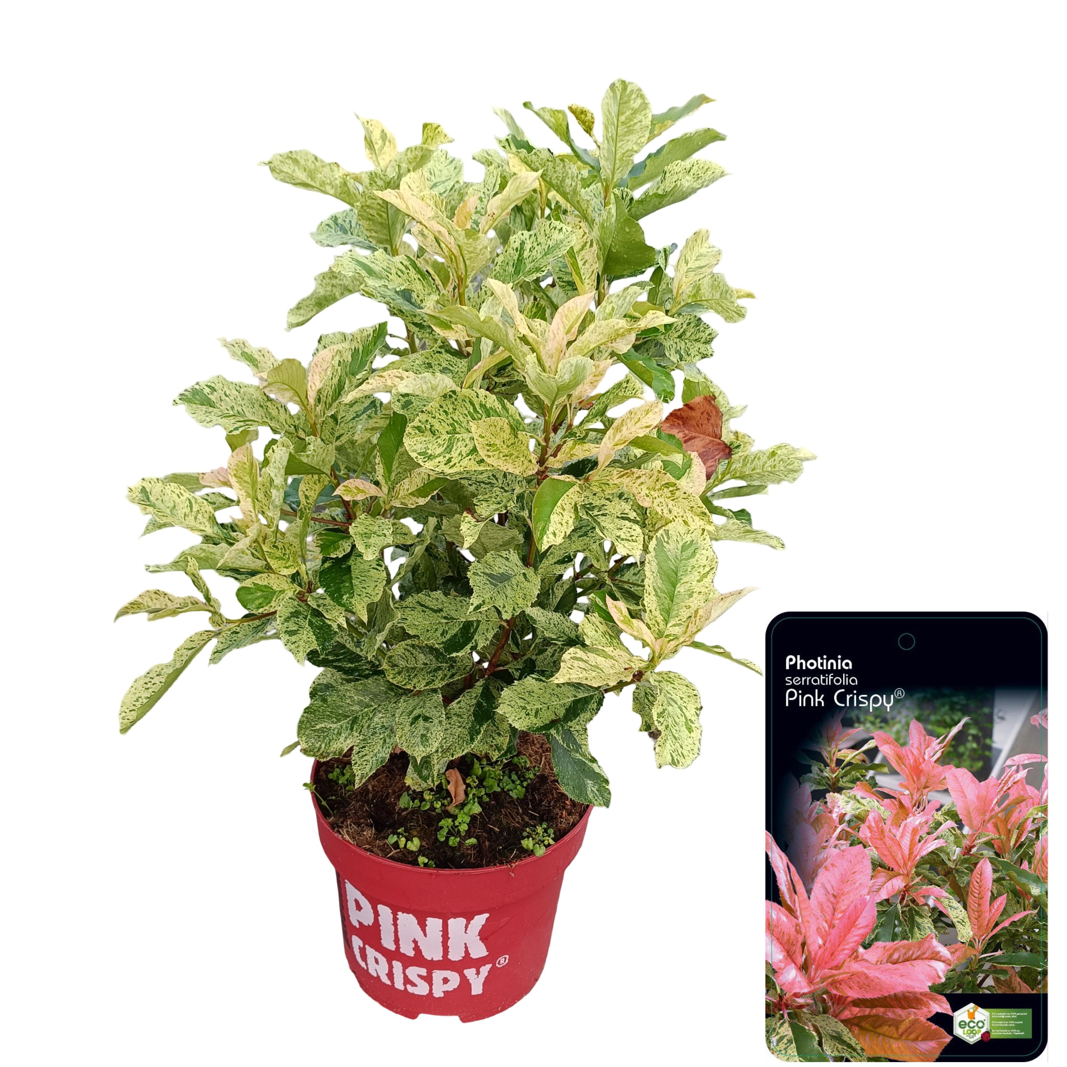 Picture of Photinia serratifolia 'Pink Crispy'® C10