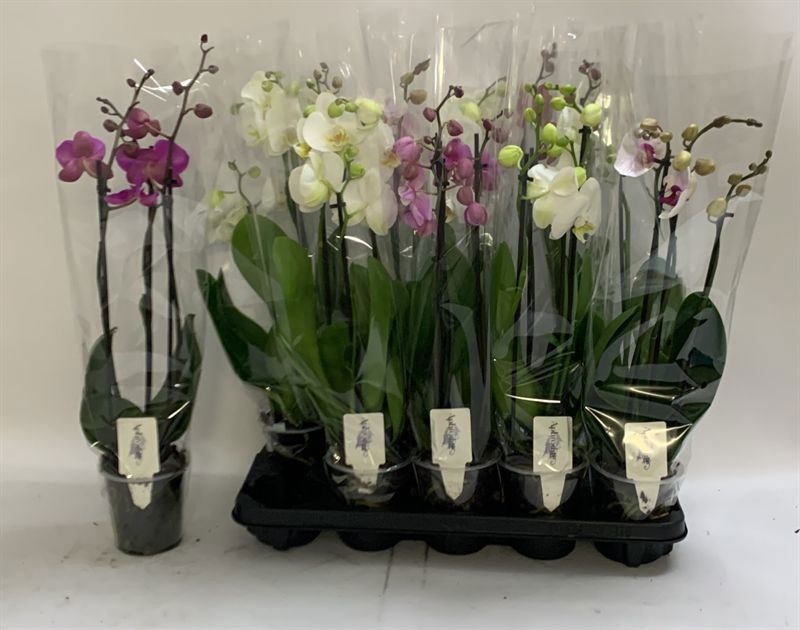 Phal Gem 12P 60H 3TAK 15bloem 12bloei