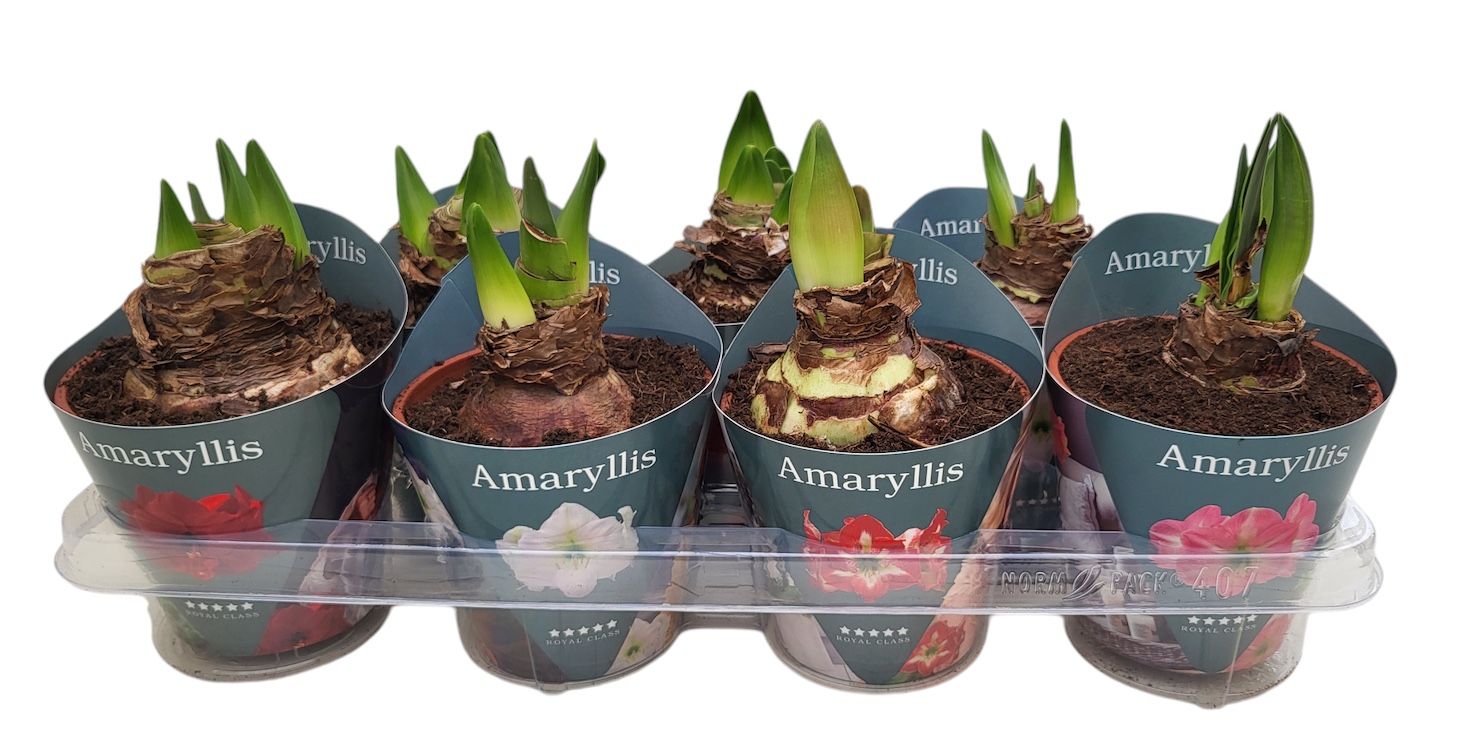 Hippeastrum Regular soorten mix
