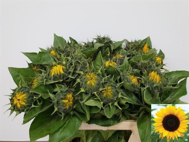 Helianthus Sunrich Or 80cm 12Ø