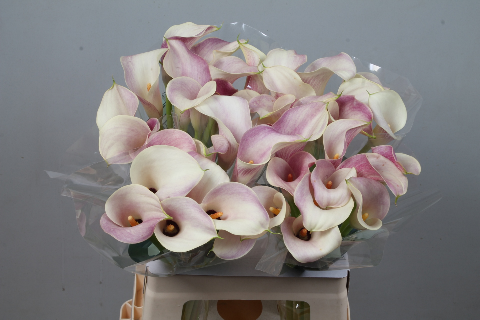 Calla Blushing Lady 60cm