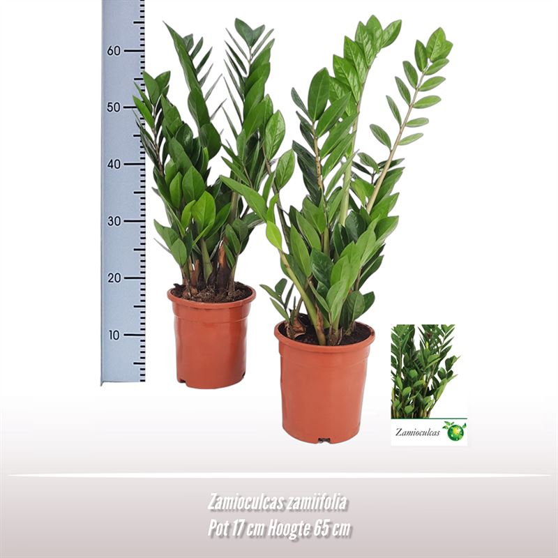 Picture of Zamioculcas zamiifolia P17 70CM