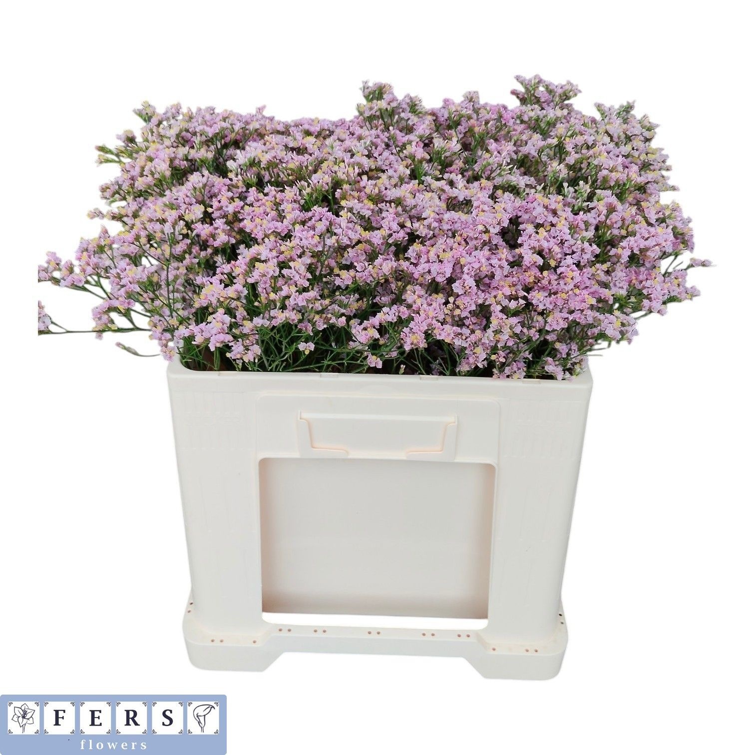 Limonium Sin Anoushka Diamond 50cm 12gram