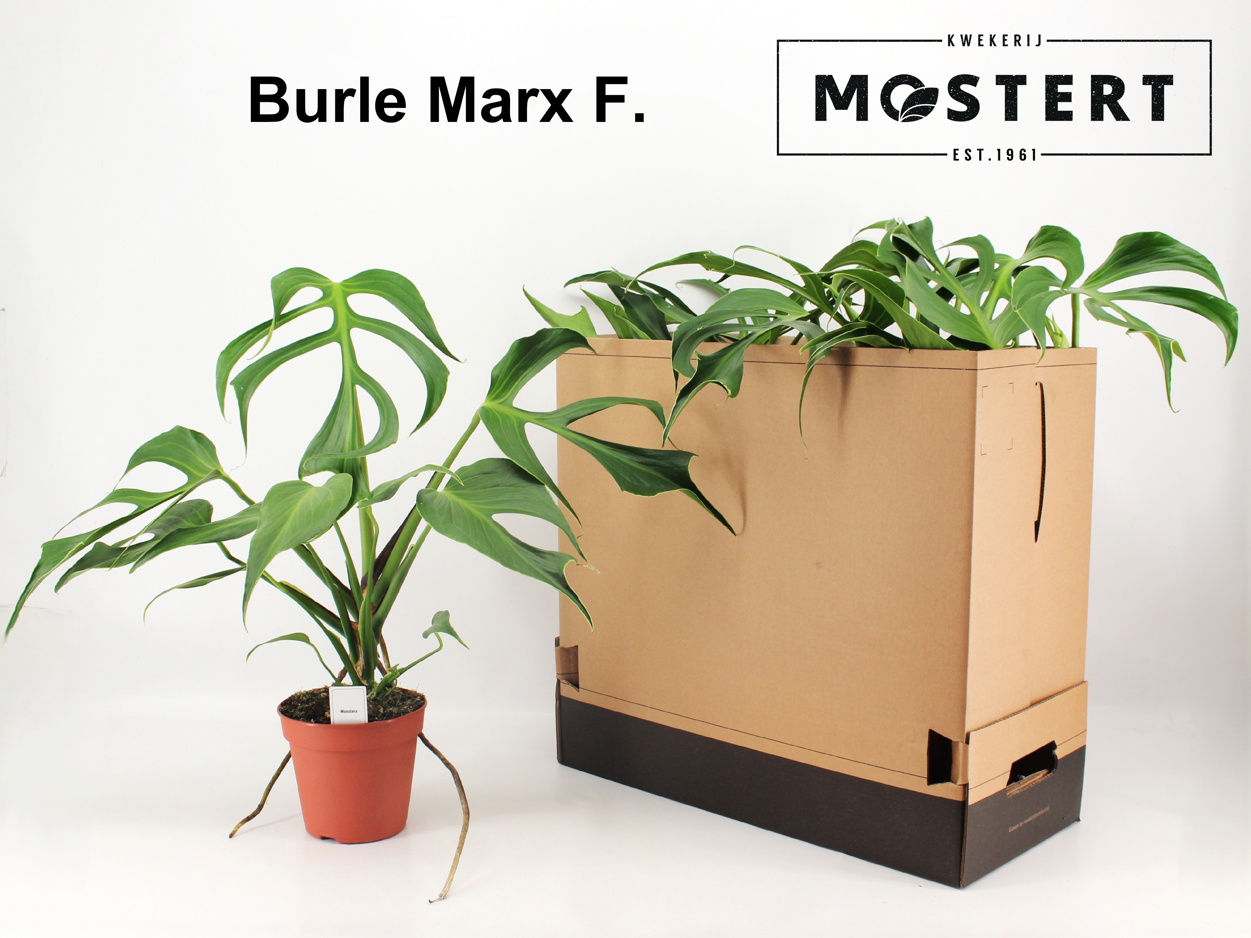 Monstera Ov 15P 55H 1stek