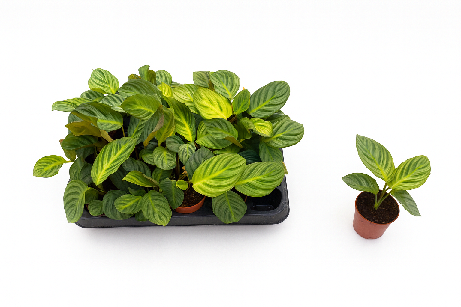 calathea sanderiana pflege Calathea Sanderiana – Ugaoo main image 0