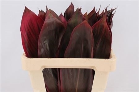 Cordyline Purple Com 65cm