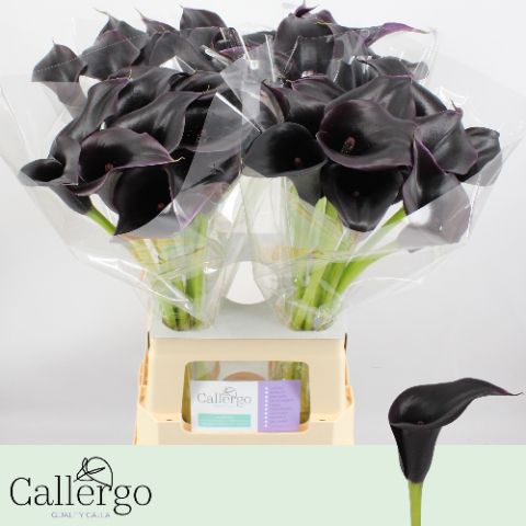Calla Cantor 65cm