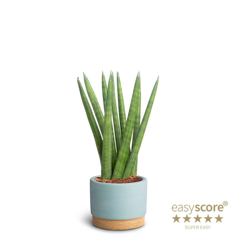 Arr. green houseplants Sansevieria Spaghetti in Sky Blue Exotic Pot |  Gardenline