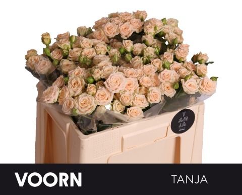 R Tr Tanja