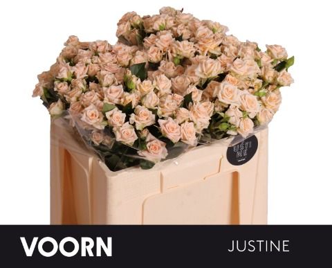 R Tr Justine