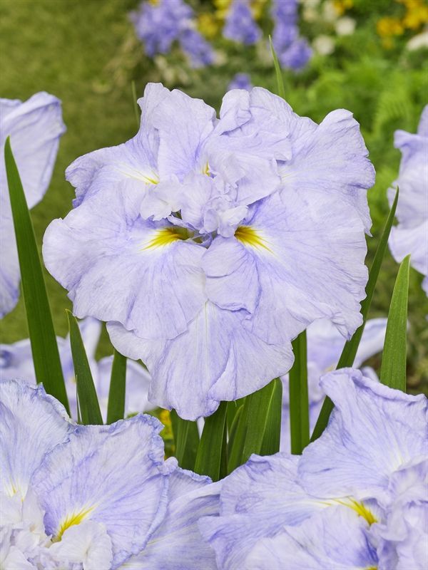 Iris ensata Dinner Plate Ice Cream ('Ice Cream')