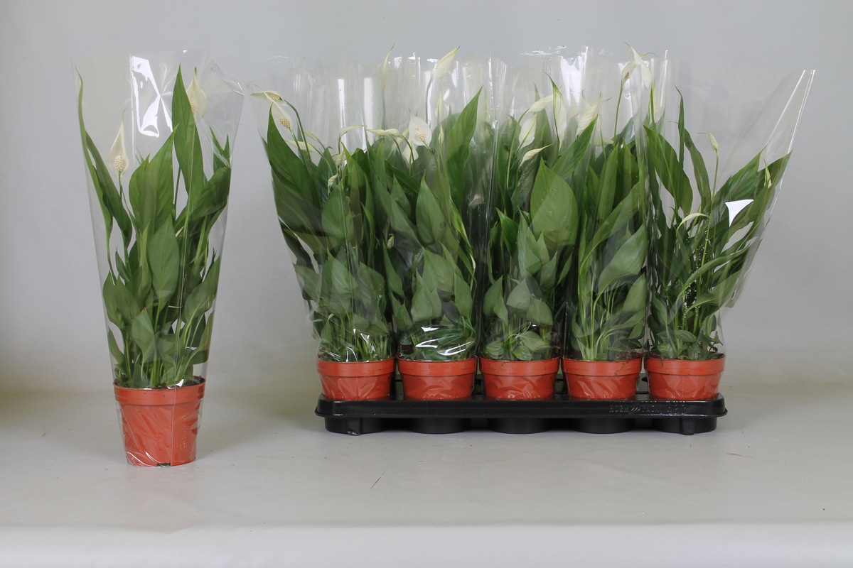 Spath Alana 12Ø 45cm