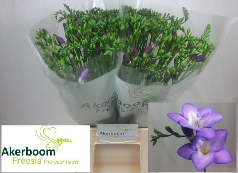 Freesia Single Castor 50cm 21gram