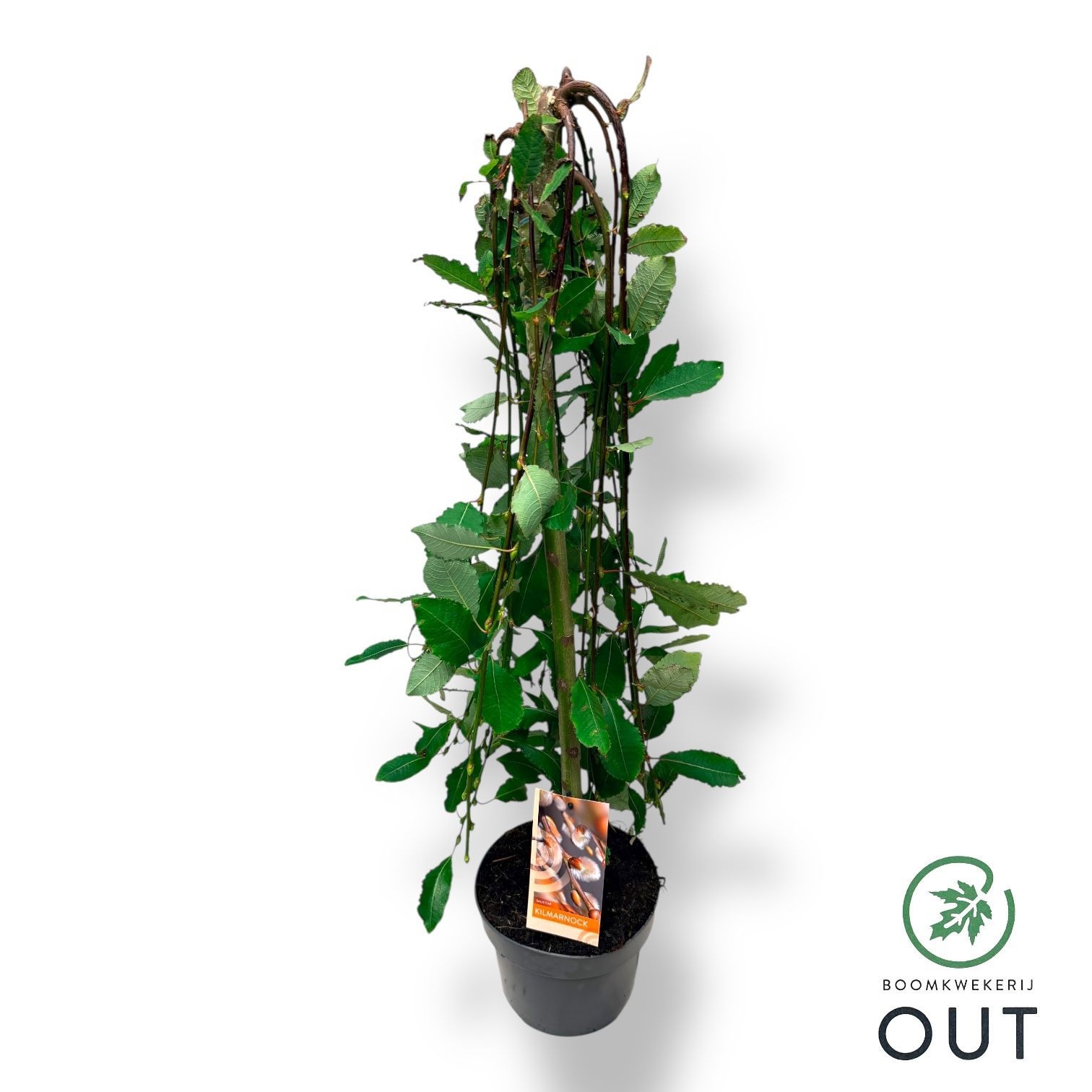 Picture of Salix capr. 'Kilmarnock' 60stam P19
