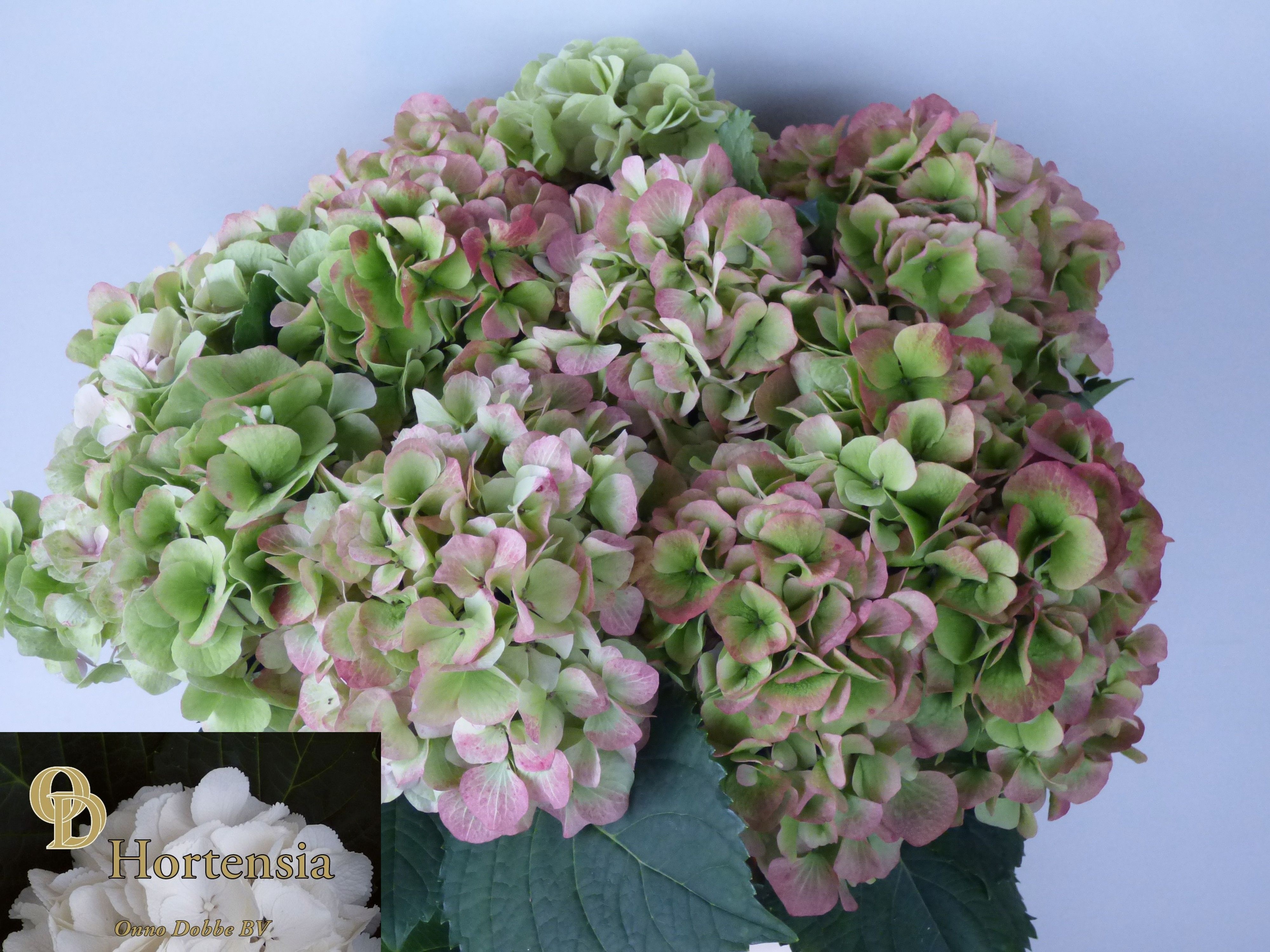 Hydrangea Verena Classic Pink 60cm 18Ø
