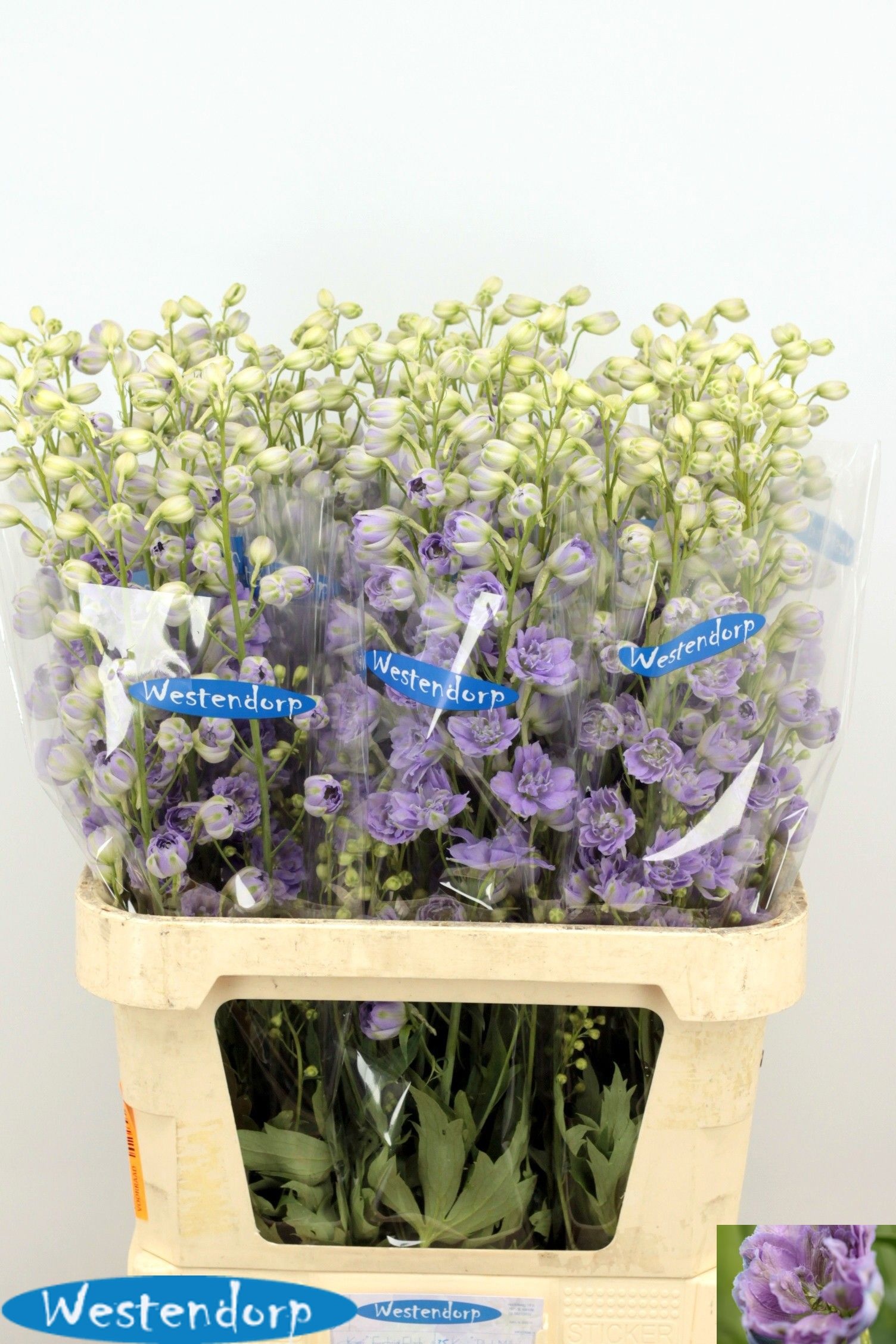 Delph El Ki Bl Milka 90cm