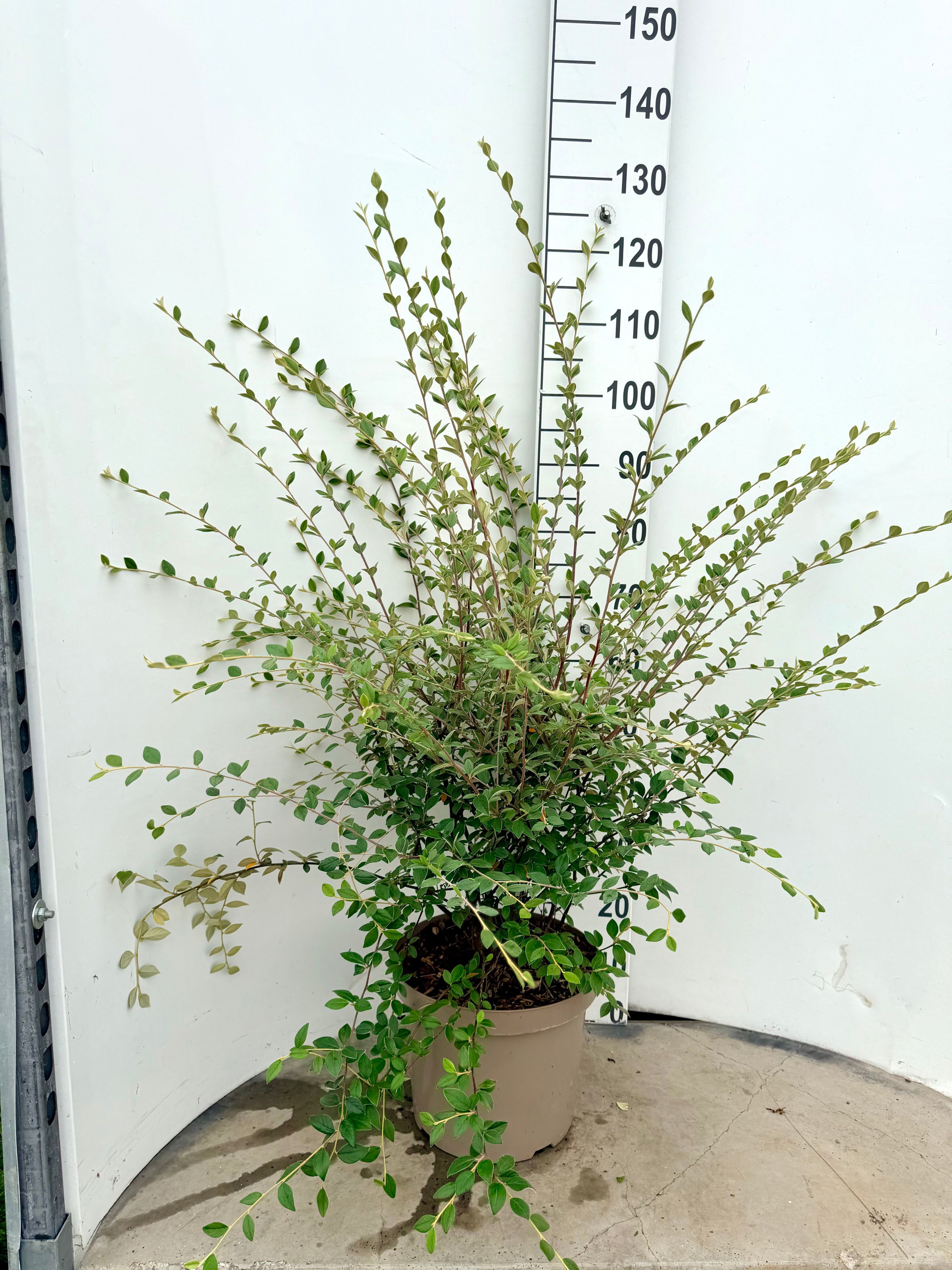 Cotoneaster franchetti