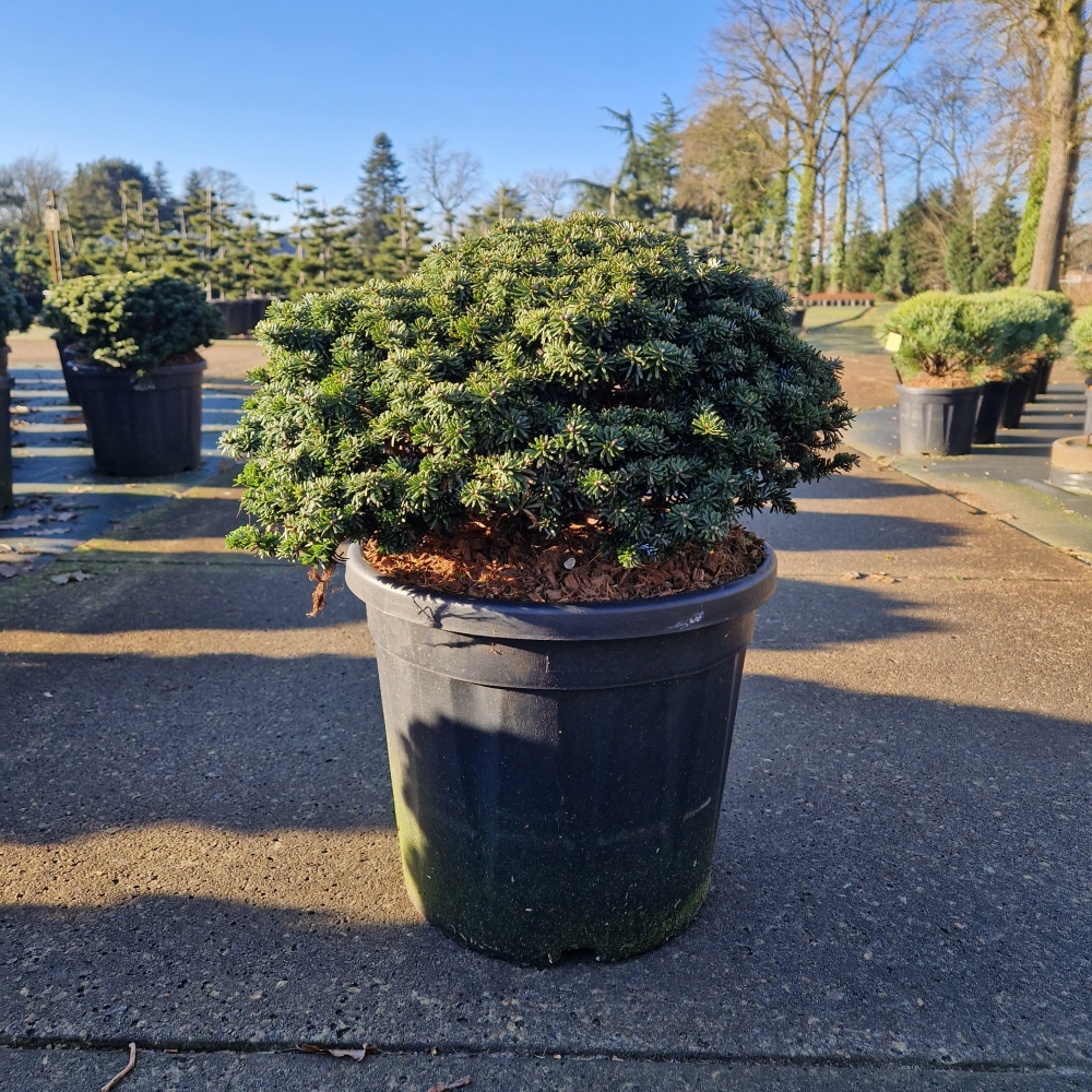 Picture of Abies koreana Brillant C20 40/+ (LOOSE)